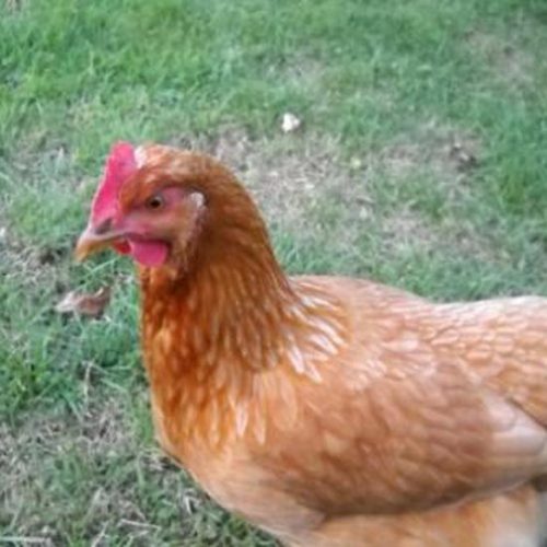 Naming Our Chickens